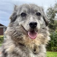 MERCURY wartet auf seine Familie ❤, Hund zur Adoption