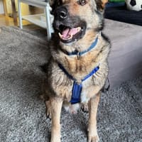 Hosé - kinderlieber Senior, Hund zur Adoption