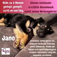 Jano sucht sein großes Glück, Hund zur Adoption