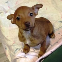 Peter Pan sucht seine tolle Familie, Hund zur Adoption