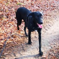 Treuer -Zayco- - PS - 21441 Garstedt, Hund zur Adoption