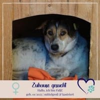 Fidji - unkompliziert sucht Dich, Hündin zur Adoption