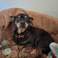 Kiko auf Pflegestelle, Hund zur Adoption