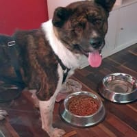 Árész - sensibler Bär, Hund zur Adoption