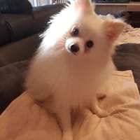 Snowy in 27478 Cuxhaven #, Hund zur Adoption