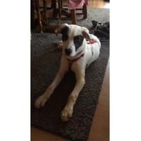 Jona - wartet in 91320 Ebermannstadt, Hündin zur Adoption