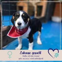 Aruna sucht dich - ja dich, Hündin zur Adoption