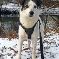 Maia; sucht Ruhe und Sicherheit, Hündin zur Adoption