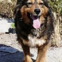 Milla ist verschmust, sanft und offen!, Hündin zur Adoption