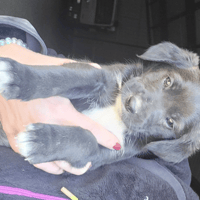 PERLE, chienne à adopter