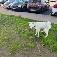 SAKURA, chienne à adopter