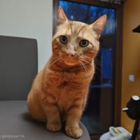 SPIROU, chat à adopter