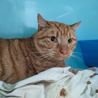 ROUJOU, chat à adopter