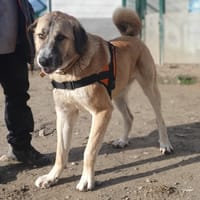 MANNY, chien à adopter