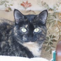 Clochette, chatte à adopter
