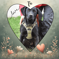 TIC, chien à adopter