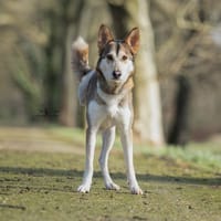 Cannelle, chienne à adopter