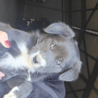 RUBY, chienne à adopter