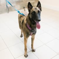 SANKA, chienne à adopter