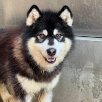 Mamotto, chien à adopter