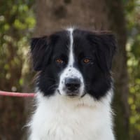 LOST, chien à adopter