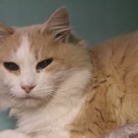 toto, chat à adopter