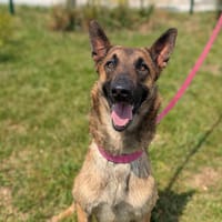 SYA, chienne à adopter