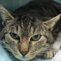 amiche, chat à adopter