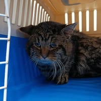 CACAHUETE, chat à adopter