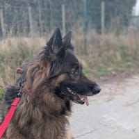 Perle, chienne à adopter