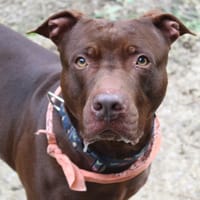 néron, chien à adopter