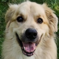 ROX, chien à adopter