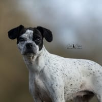 Kia, chienne à adopter