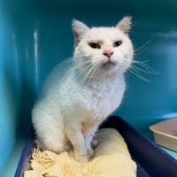 ANGE, chat à adopter