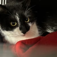 BOOSTER, chat à adopter