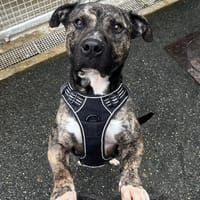 CHURROS VAA, chien à adopter