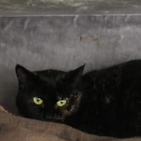 AMELIA, chatte à adopter