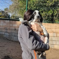 Néala, chienne à adopter