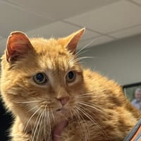 CHOUROU, chat à adopter