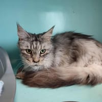HIPPIE QCT (reservee), chatte à adopter