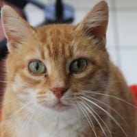 AMAE, chatte à adopter