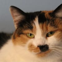 altesse, chatte à adopter