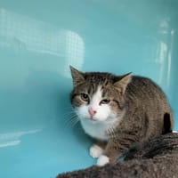 RAJA, chatte à adopter