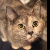 bellatrix, chatte à adopter