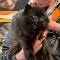 MALABAR, chat à adopter