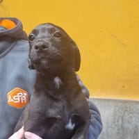 AELLA, chienne à adopter