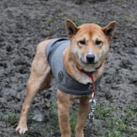 YOSHI, chien à adopter