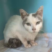 NATH, chat à adopter