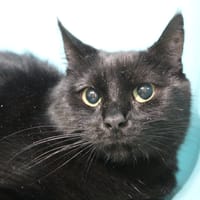 athena, chatte à adopter