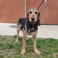 POKER, chien à adopter